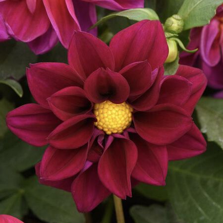 Violet Shades Figaro, Dahlia Seeds - Packet image number null